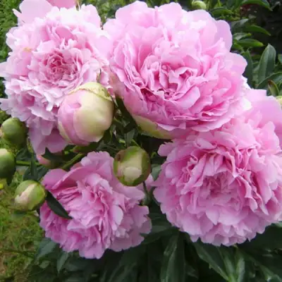 Пион ДИННЕР ПЛЕЙТ травянистый в Бобруйске