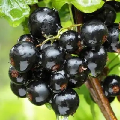 Смородина черная БЫЛИННАЯ (ВЕРНОСТЬ) в Бобруйске