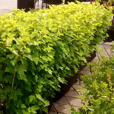 Комплект АНГЕЛ ГОЛД в Бобруйске