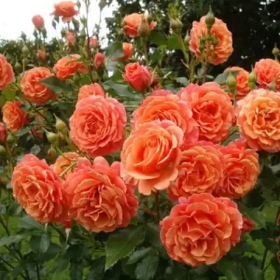 Роза БЕЛЬВЕДЕР шраб в Бобруйске