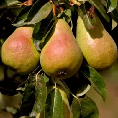 Груша РУССКАЯ КРАСАВИЦА (КРАСАВИЦА ЧЕРНЕНКО) в Бобруйске