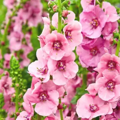 Коровяк ПИНК ДОМИНО гибридный (вербаскум) в Бобруйске