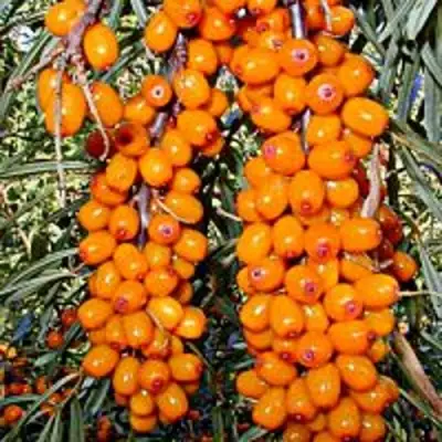 Облепиха СУДАРУШКА в Бобруйске