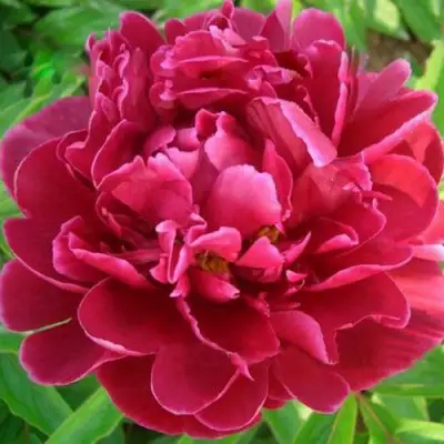 Пион КИТАЙСКИЙ ШЕЛК травянистый в Бобруйске