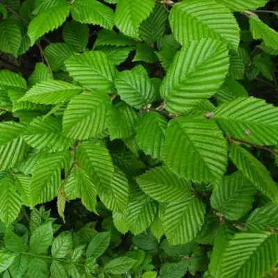 Граб  в Бобруйске