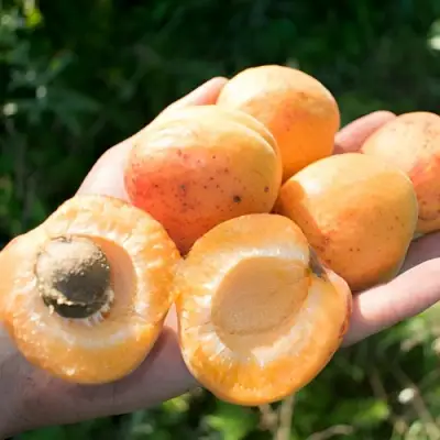 Абрикос ХАРГРАНД в Бобруйске