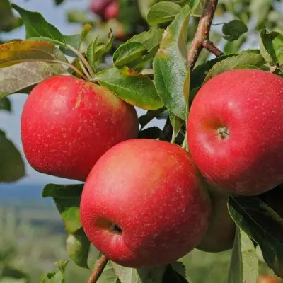 Яблоня ГАЛА МАСТ в Бобруйске