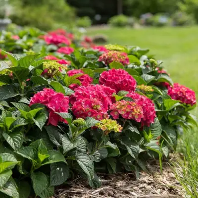 Гортензия ЭНДЛЕСС САММЕР ЛАВ крупнолистная в Бобруйске