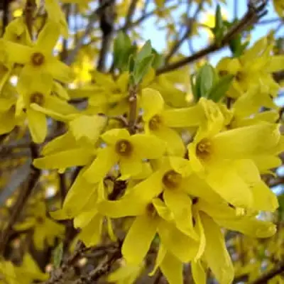 Форзиция ФОРЧУНА в Бобруйске