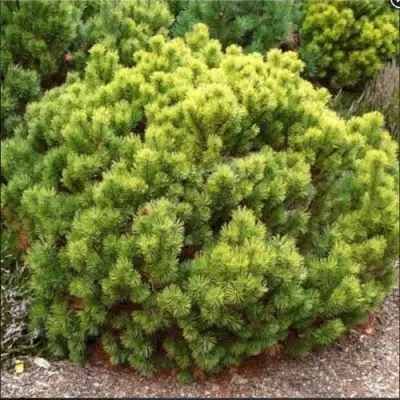 Ель ДАНС ДВАРФ обыкновення в Бобруйске