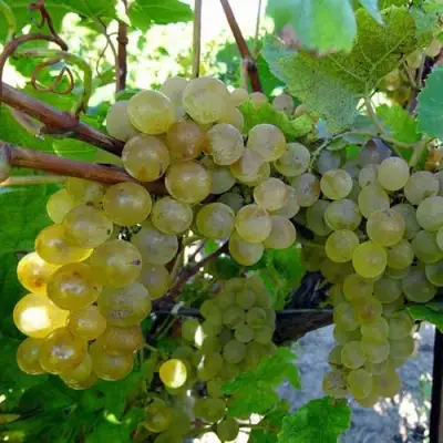 Виноград КРИСТАЛЛ в Бобруйске