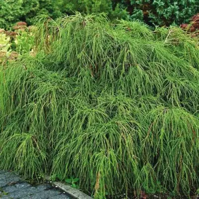 Кипарисовик ФИЛИФЕРА НАНА горохоплодный  в Бобруйске