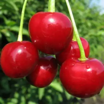 Дюк ПРЕВОСХОДНАЯ ВЕНЬЯМИНОВА в Бобруйске