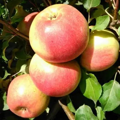 Яблоня ЭМБАССИ в Бобруйске