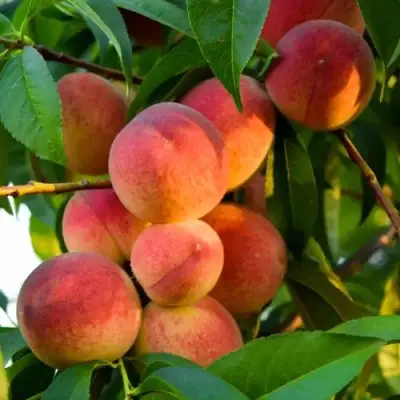 Персик ЗОЛОТОЙ ЮБИЛЕЙ в Бобруйске