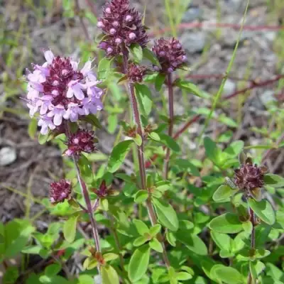Тимьян яйцевидный в Бобруйске