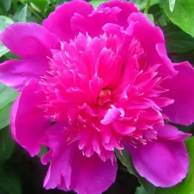 Пион РОЗОВЫЙ БУДДА травянистый в Бобруйске