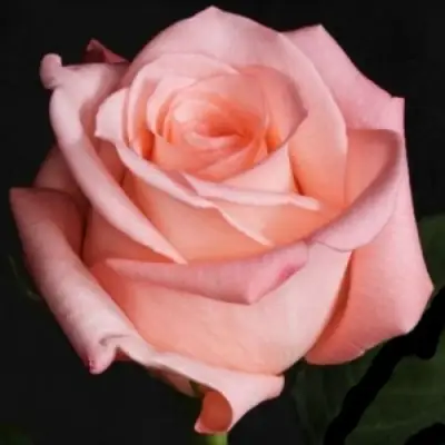 Роза АНГАЖЕМЕНТ чайно-гибридная в Бобруйске