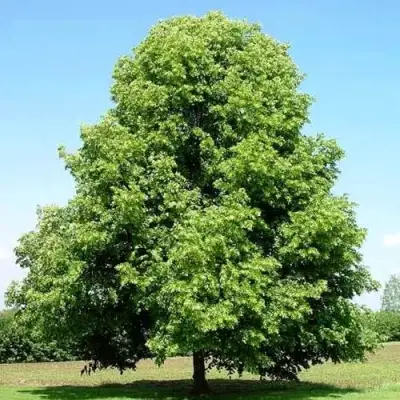 Липа мелколистная в Бобруйске