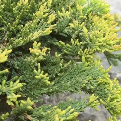 Можжевельник ГОЛДЕН КАРПЕТ горизонтальный  в Бобруйске