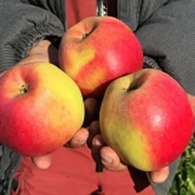 Яблоня СОКОЛОВСКОЕ стелющаяся в Бобруйске