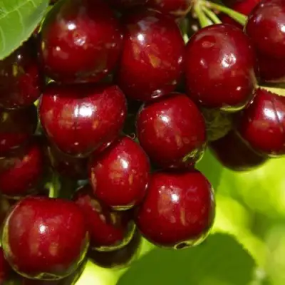 Черешня ВАЛЕРИЙ ЧКАЛОВ в Бобруйске