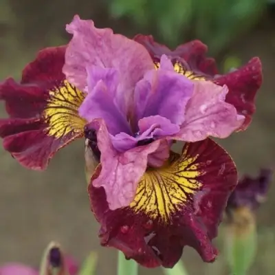 Ирис МИСС ЭППЛ сибирский в Бобруйске