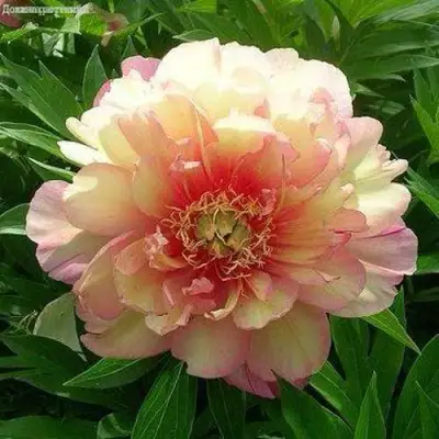 Пион ДЖУЛИЯ РОУЗ ито-гибрид в Бобруйске