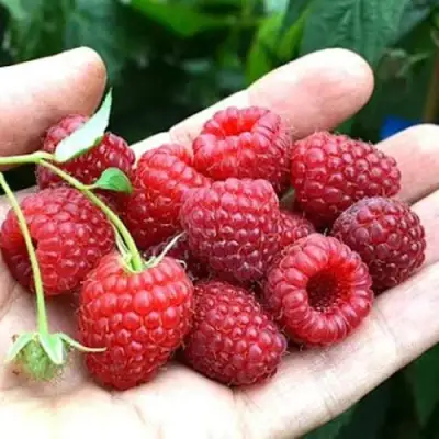 Малина ХИМБО-ТОП в Бобруйске