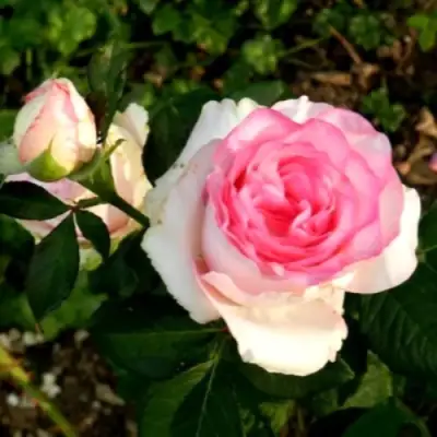 Роза ДОЛЬЧЕ ВИТА чайно-гибридная в Бобруйске