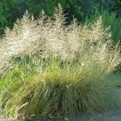 Каплесеменник воздушный в Бобруйске