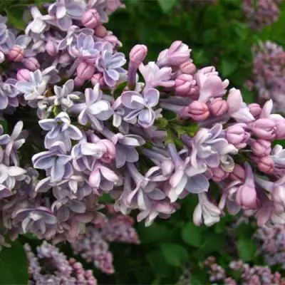 Сирень КОНДОРСЕ в Бобруйске