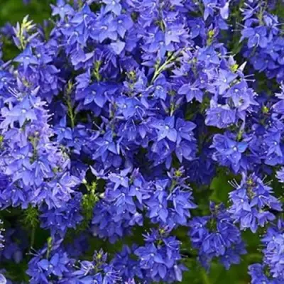 Вероника РОЯЛ БЛЮ большая в Бобруйске