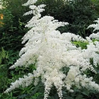 Астильба БРАУТШЛЕЙЕР Арендса в Бобруйске