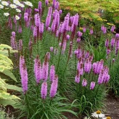 Лиатрис РОЗЕА колосковая в Бобруйске