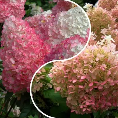 Комплект МАЛИНОВЫЙ ЗАКАТ в Бобруйске