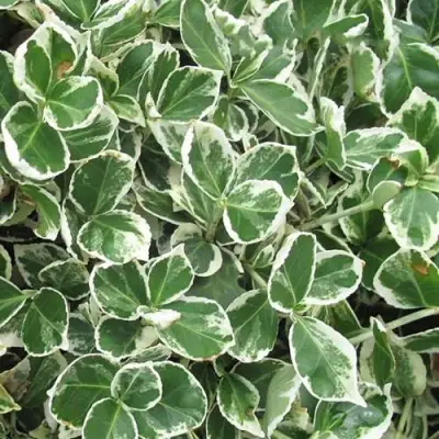 Бересклет ЭМЕРАЛЬД ГАИТИ форчуна  в Бобруйске