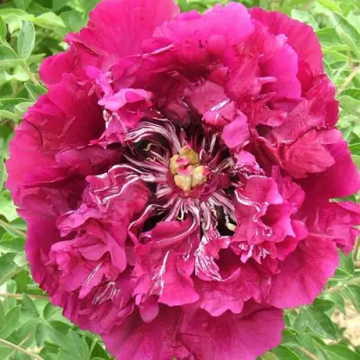 Пион ПУРПУРНЫЙ ОКЕАН древовидный в Бобруйске