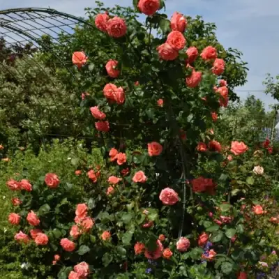 Роза ДИ ДИ БРИДЖУОТЕР плетистая в Бобруйске