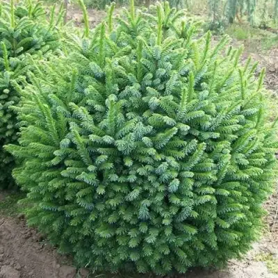 Ель НАНА сербская в Бобруйске