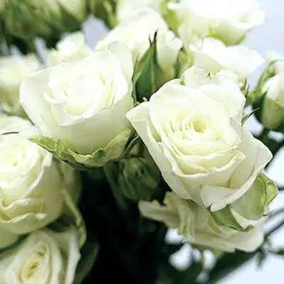 Роза СНОУФЛЕЙК спрей в Бобруйске