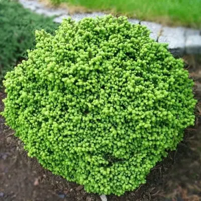 Ель ЛИТЛ ДЖЕМ обыкновенная в Бобруйске