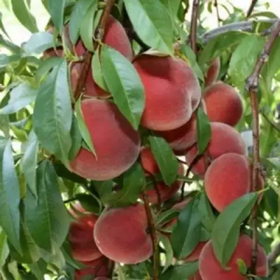 Персик ЮБИЛЕЙ СТОЛИЦЫ колонновидный в Бобруйске