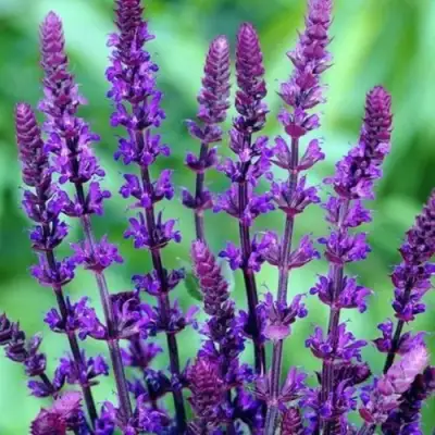 Шалфей КАРАДОНА в Бобруйске