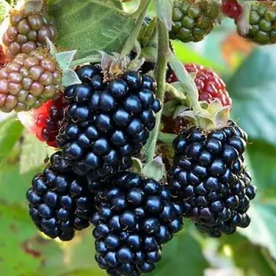 Ежевика ОУАЧИТА бесшипная  в Бобруйске