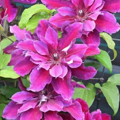 Клематис МАЙ БЬЮТИ в Бобруйске