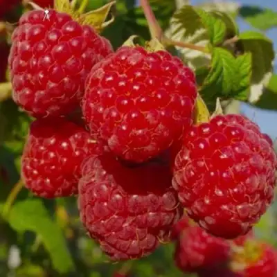 Малина ЭЛЕГАНТНАЯ в Бобруйске