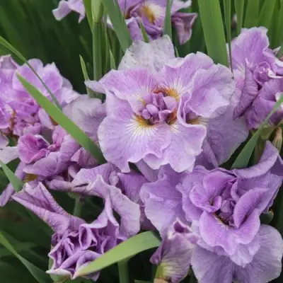 Ирис ХЭВИНГ ФАН сибирский в Бобруйске