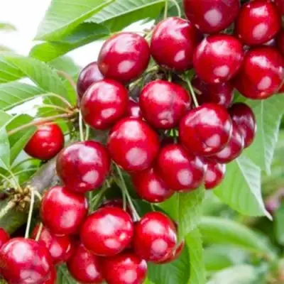 Вишня МАЛЮТКА колонновидная в Бобруйске