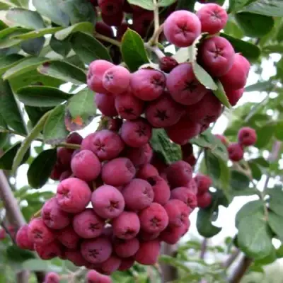 Рябина ТИТАН сладкоплодная  в Бобруйске